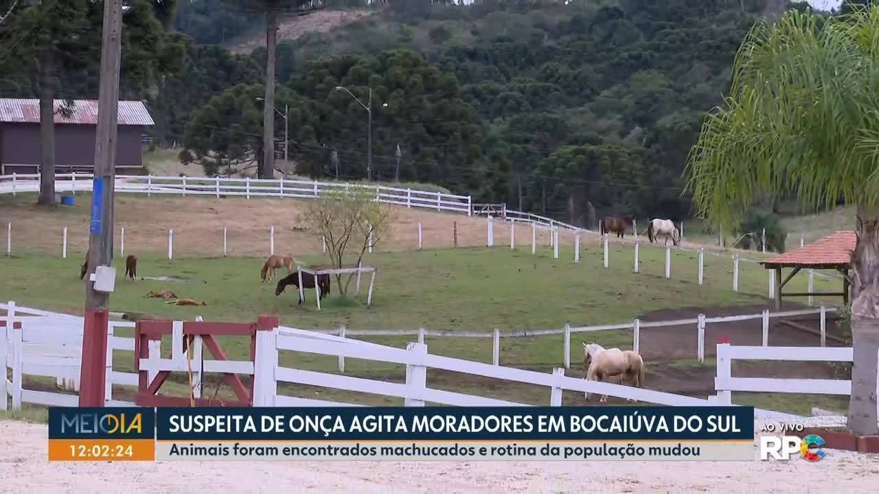 Suspeita de onça preocupa moradores de Bocaiúva do Sul