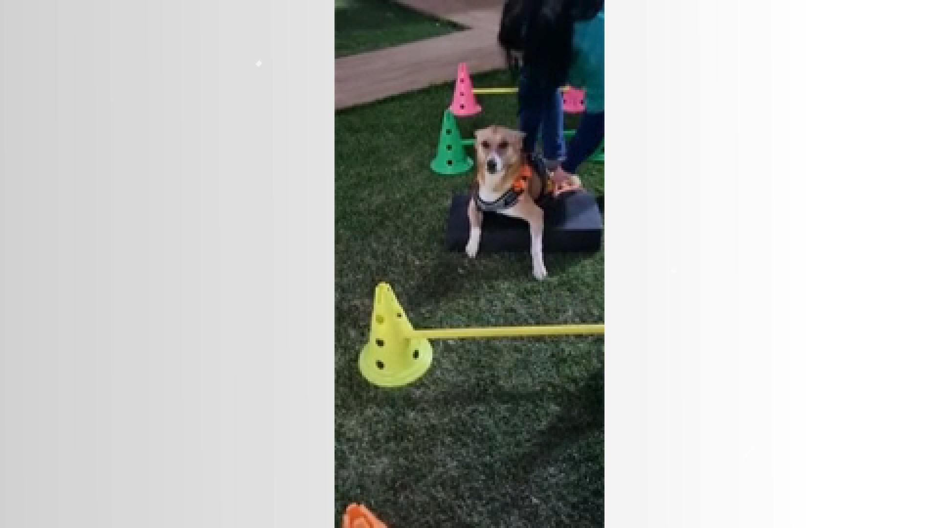 Motorista que atropelou cachorrinha é condenado a pagar fisioterapia do animal, no Paraná